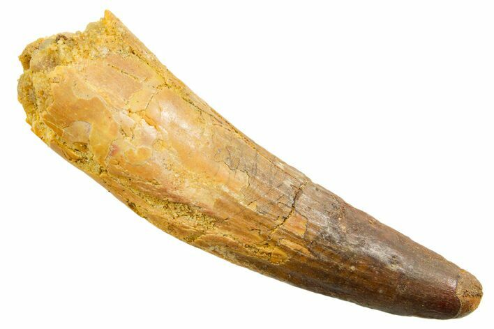 Fossil Spinosaurus Tooth - Feeding Worn Tooth #364230
